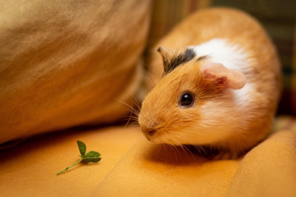 maxmann-guinea-pig-5657022.jpg