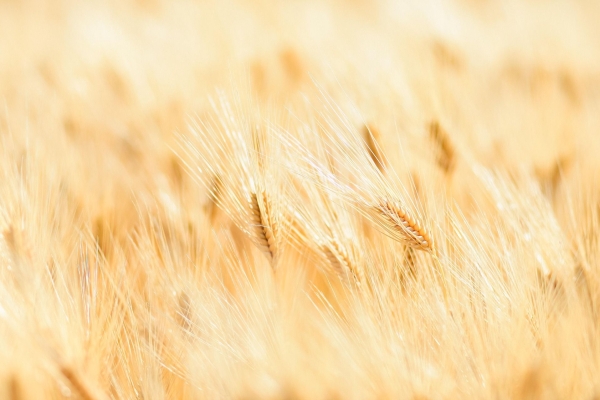 Landscape-7218376_1920